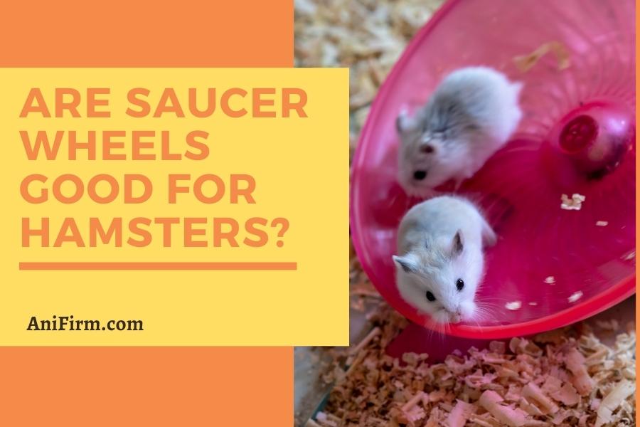 are saucer wheels good for hamsters