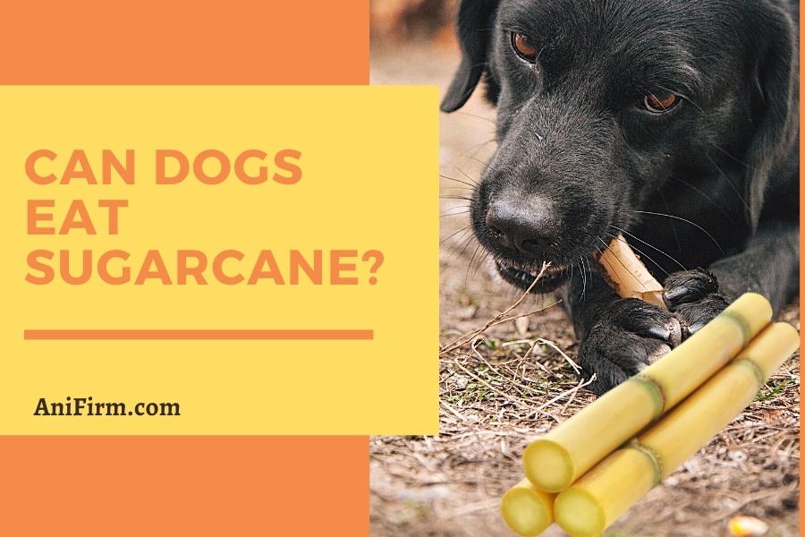 can dogs eat sugarcane