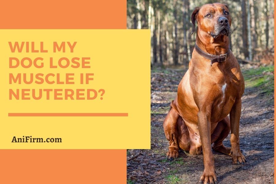 will my dog lose muscle if neutered