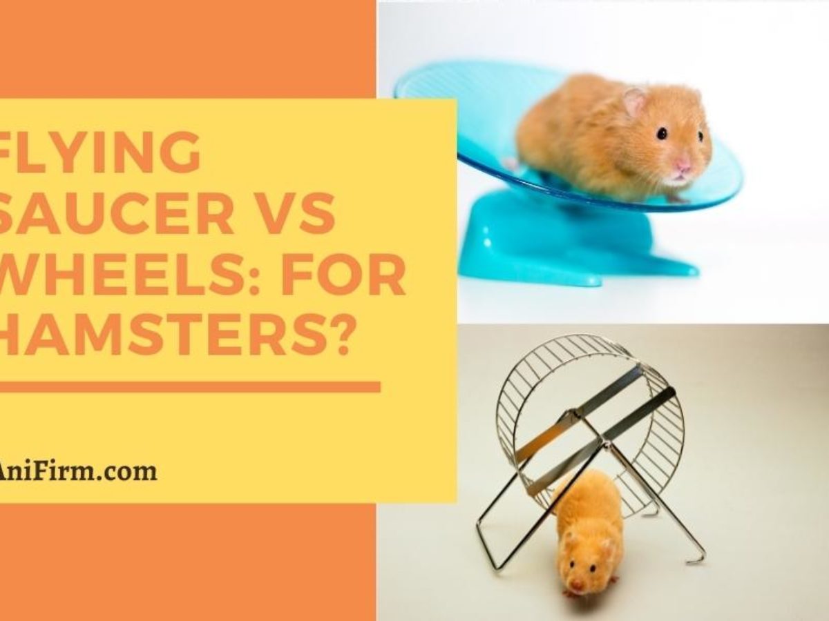 Flying Saucer vs Wheels: Which one is better for Hamsters?
