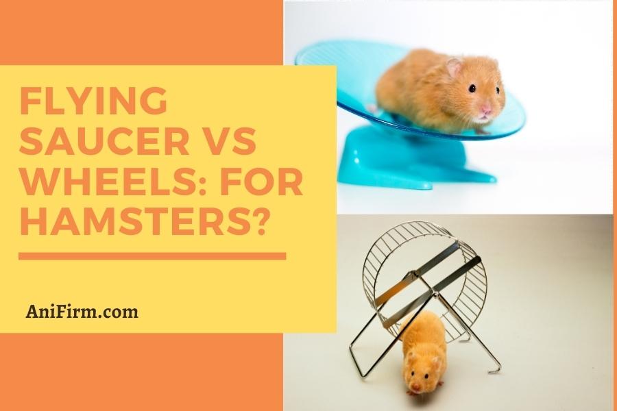 Flying Saucer vs Wheels Which one is best for Hamsters