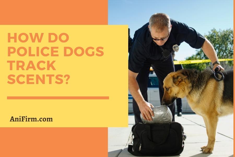 How Do Police Dogs Track Scents