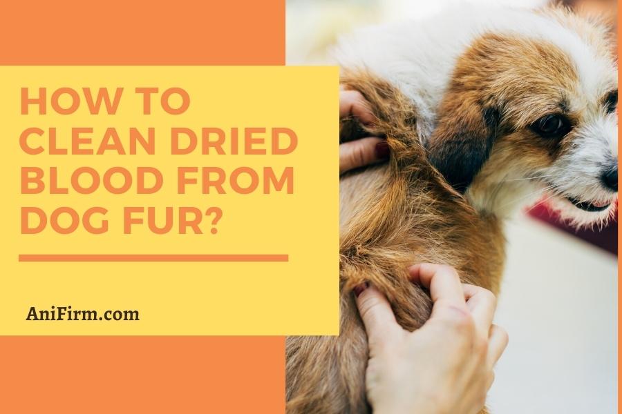 How to Clean Dried Blood from Dog Fur