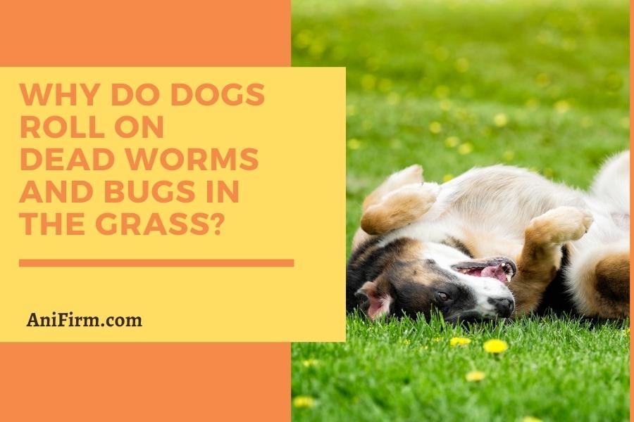 Why do dogs roll on dead worms and bugs in the grass