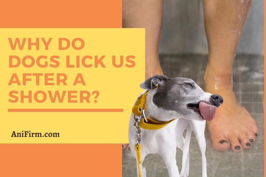Why do dogs lick us after a shower