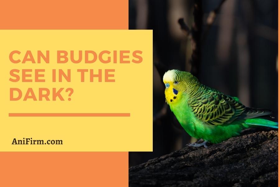 can budgies see in the dark