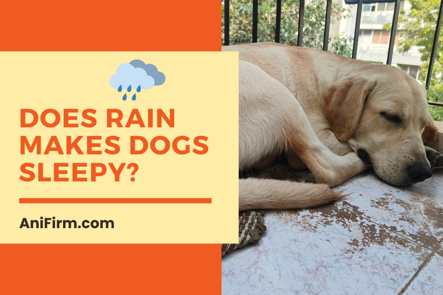 Does Rain Makes Dogs Sleepy