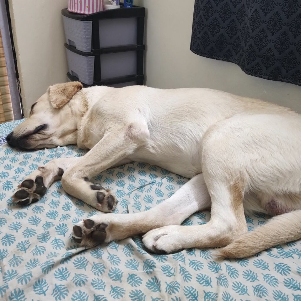 Enzo the dog sleeping on bed