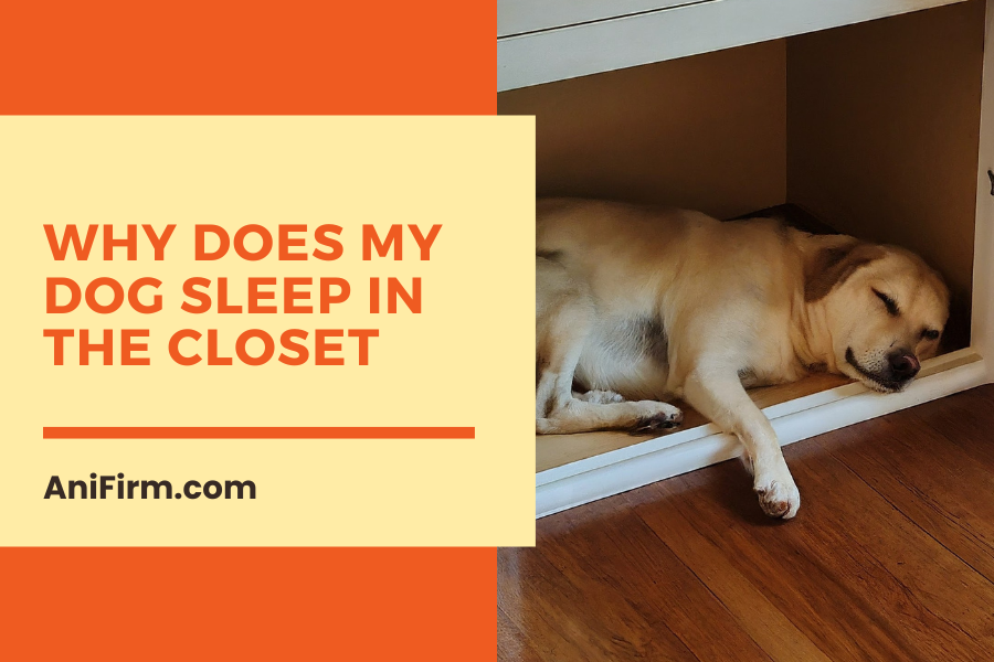 Why Does My Dog Sleep in the Closet?